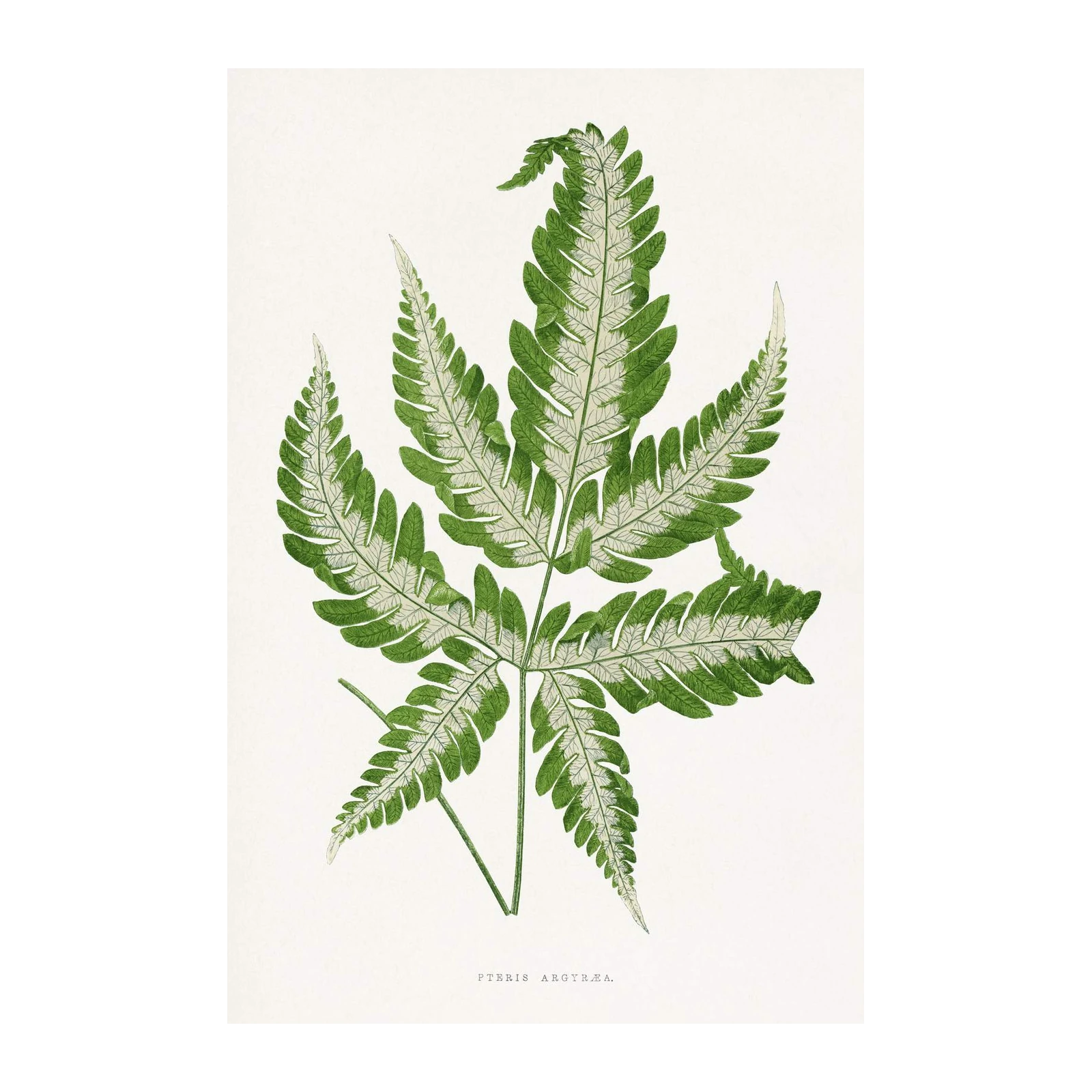 Vintage Silver Lace Fern Botanical Wall Art