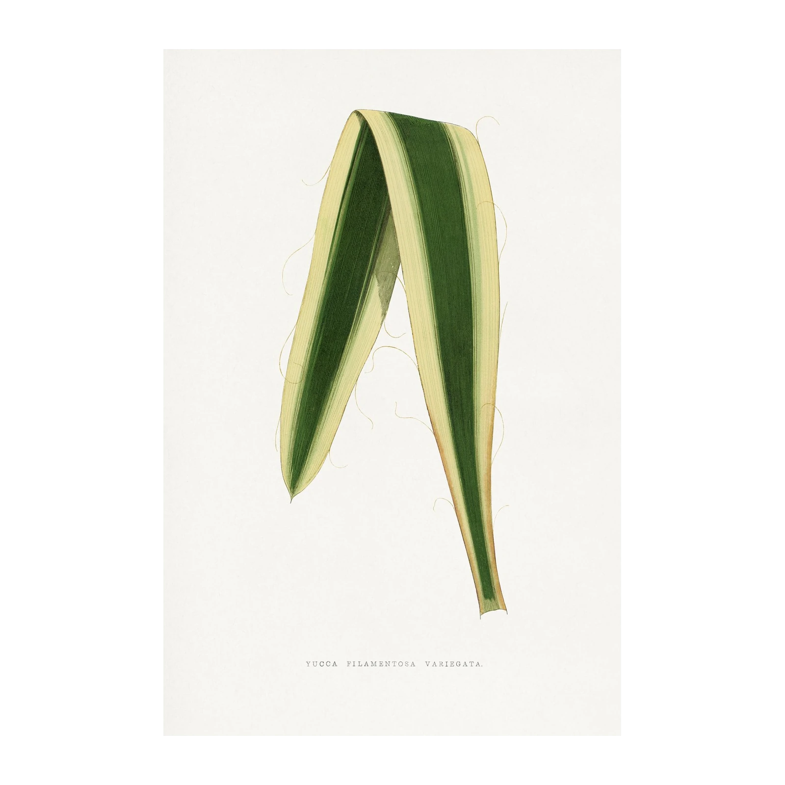 Variegated Yucca Botanical Vintage Wall Art