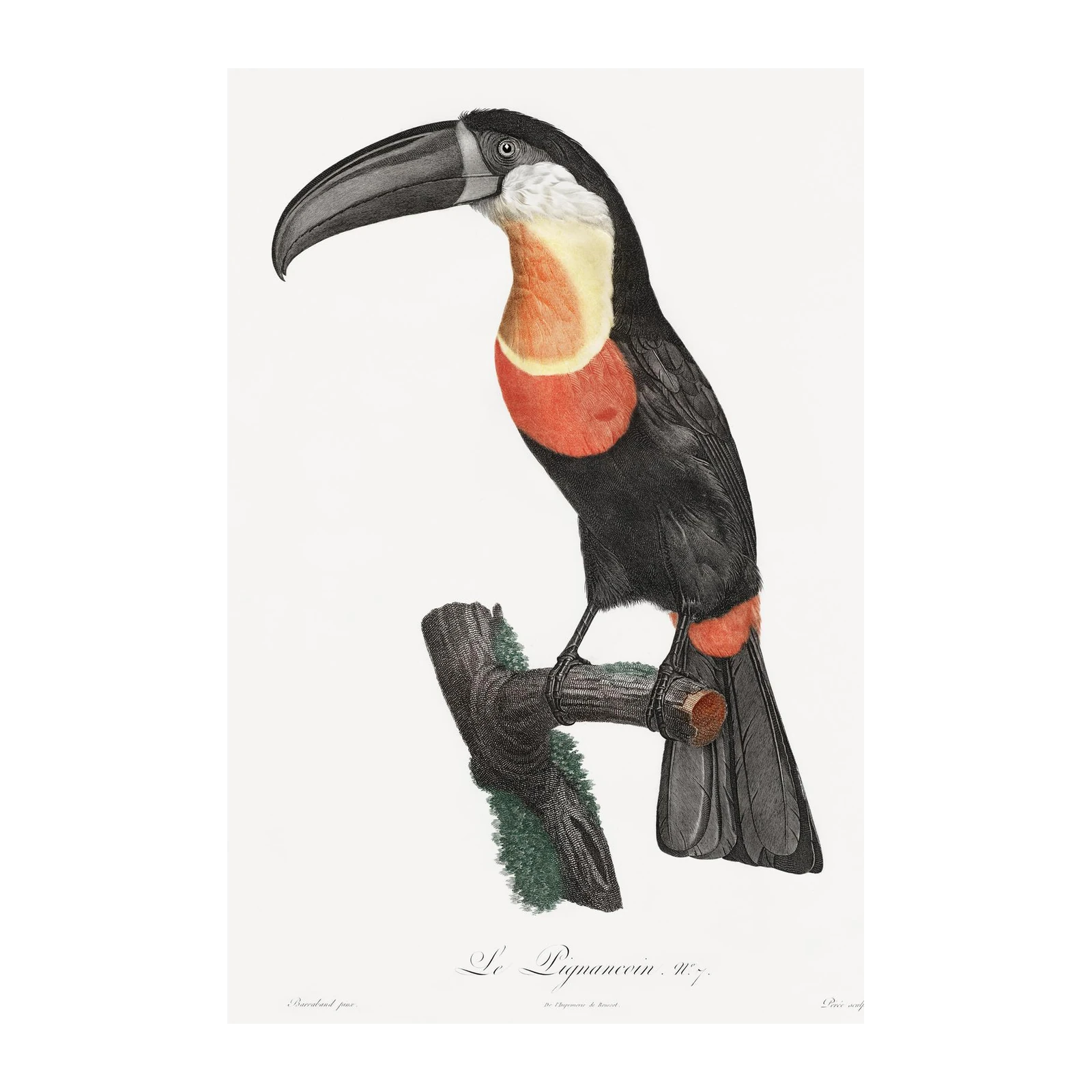 Elegant Toucan Vintage Bird Art Wall Art