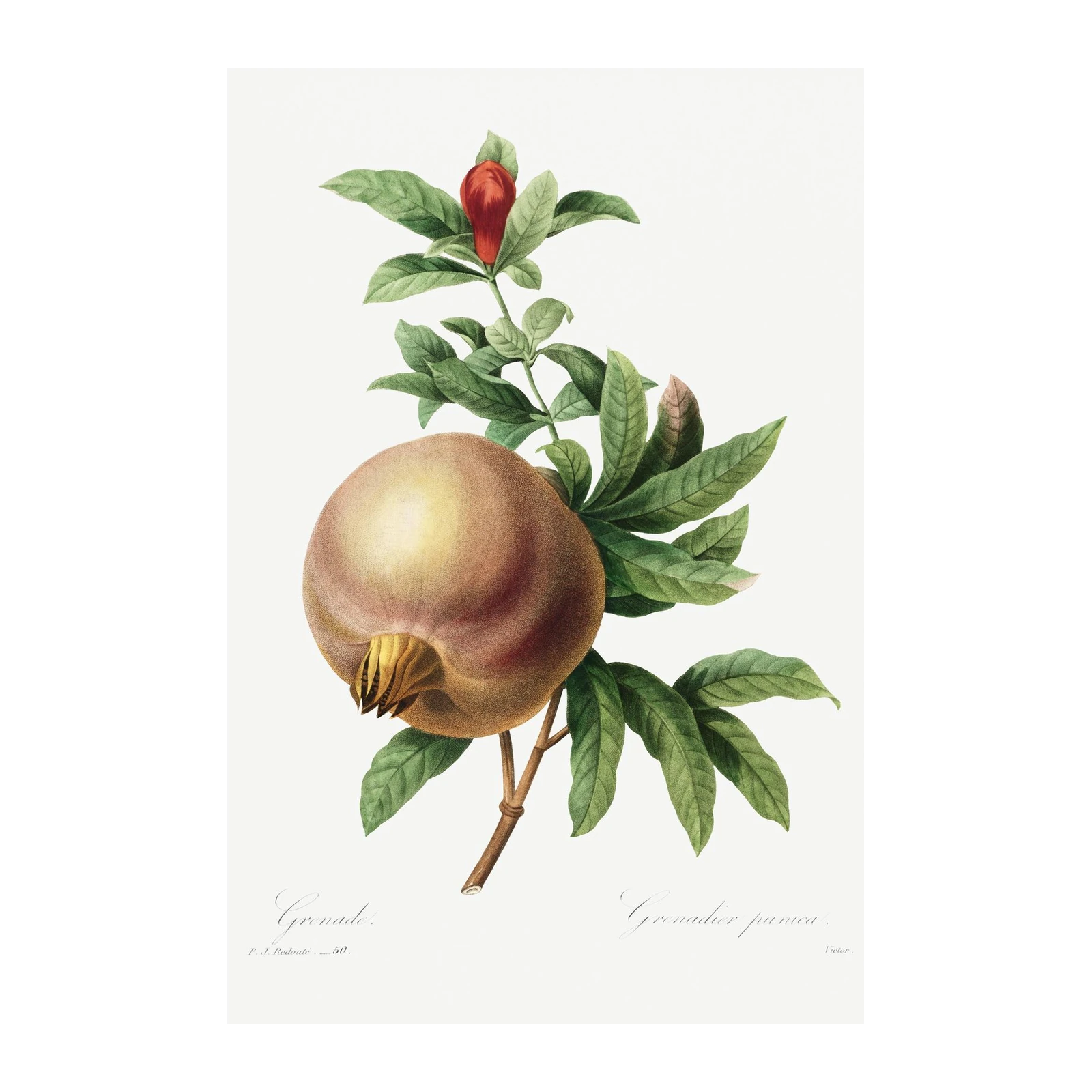 Vintage Pomegranate Botanical Art Wall Art