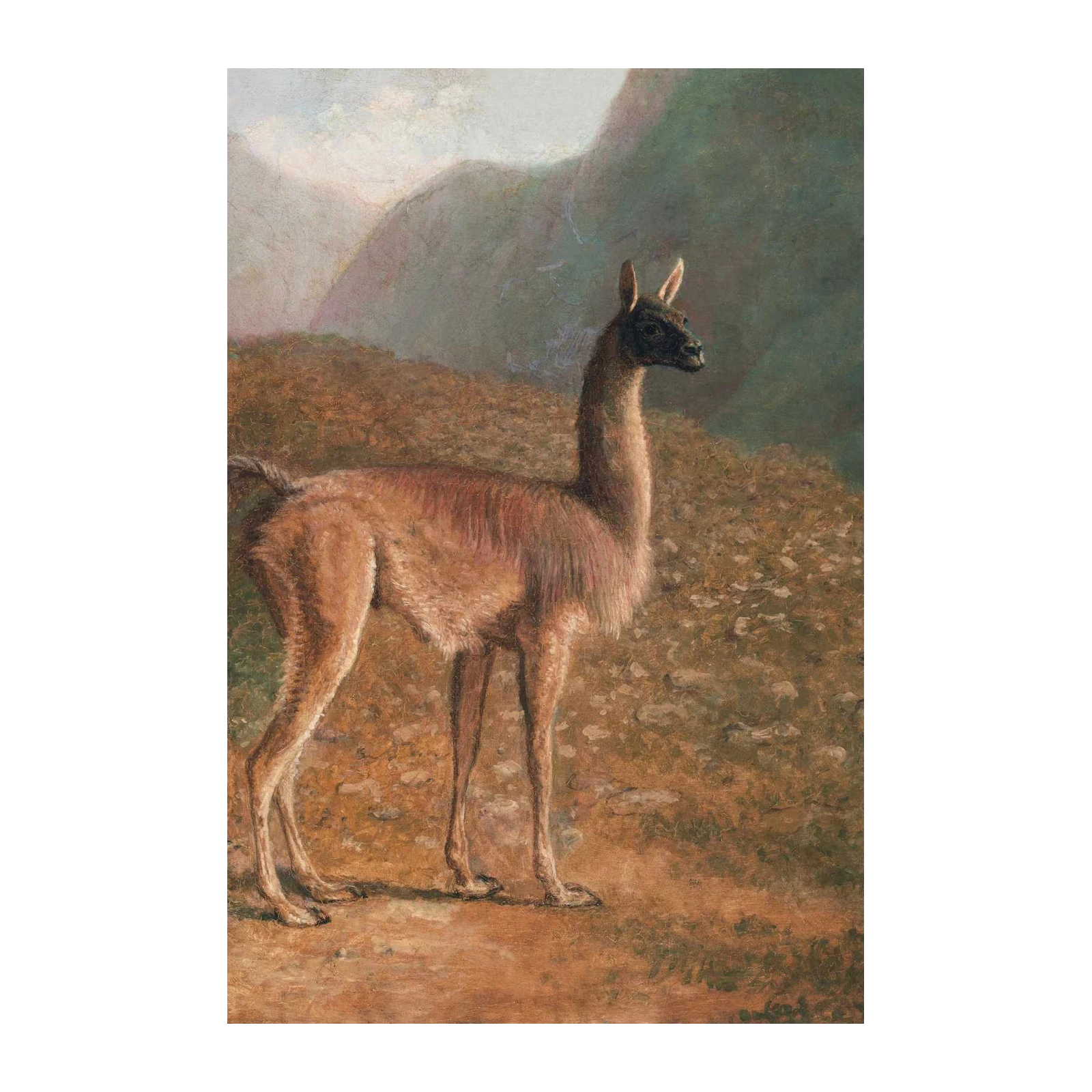 Majestic Guanaco Landscape Wall Art