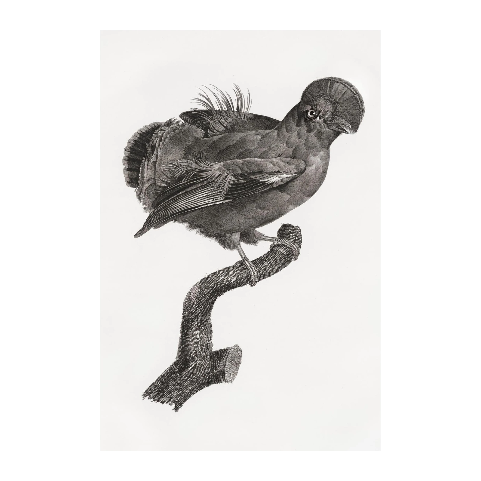 Vintage Bird Illustration on Branch Wall Art