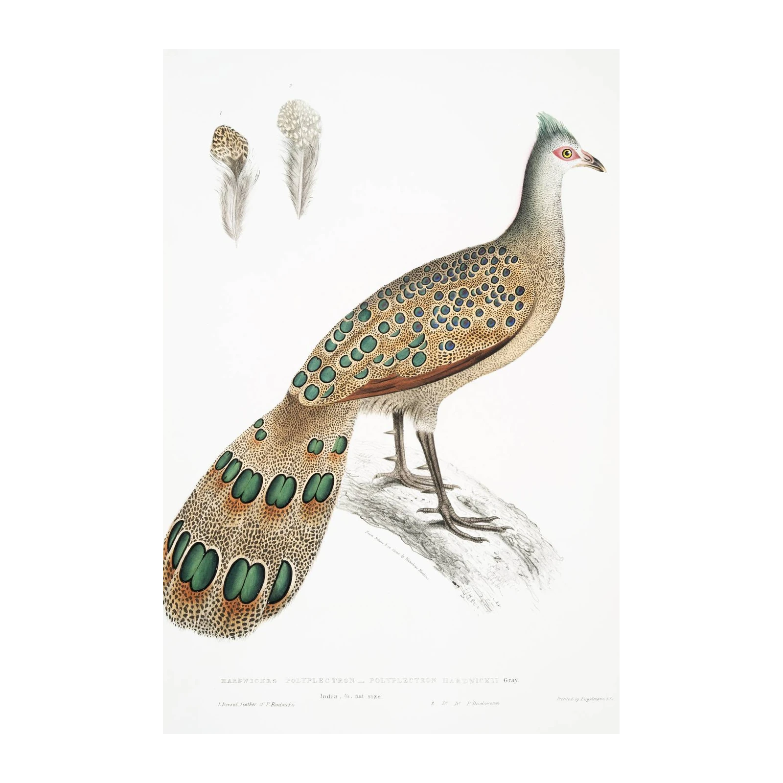 Exquisite Peacock Pheasant Wall Art - Vintage Bird Art