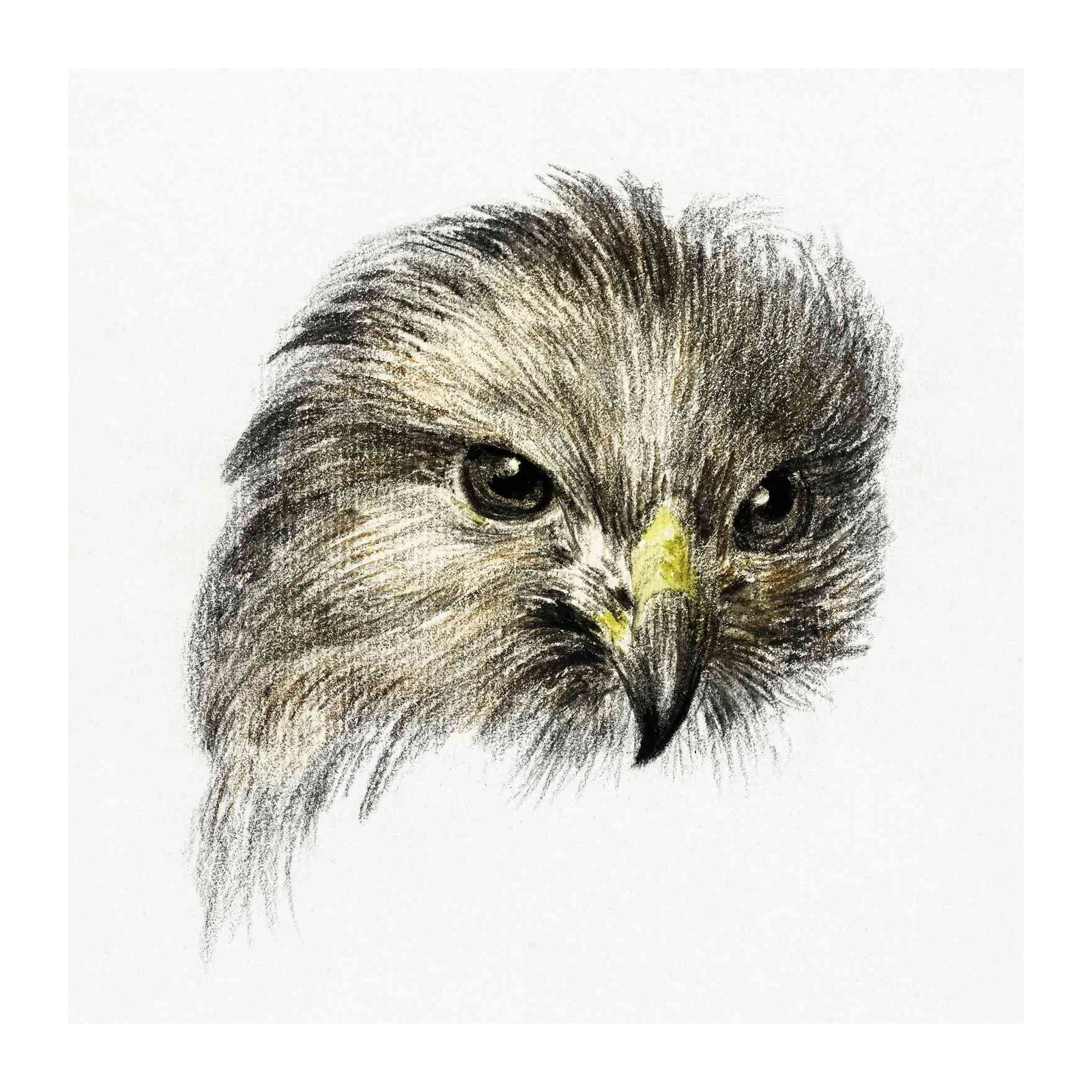 Majestic Hawk Portrait Wall Art