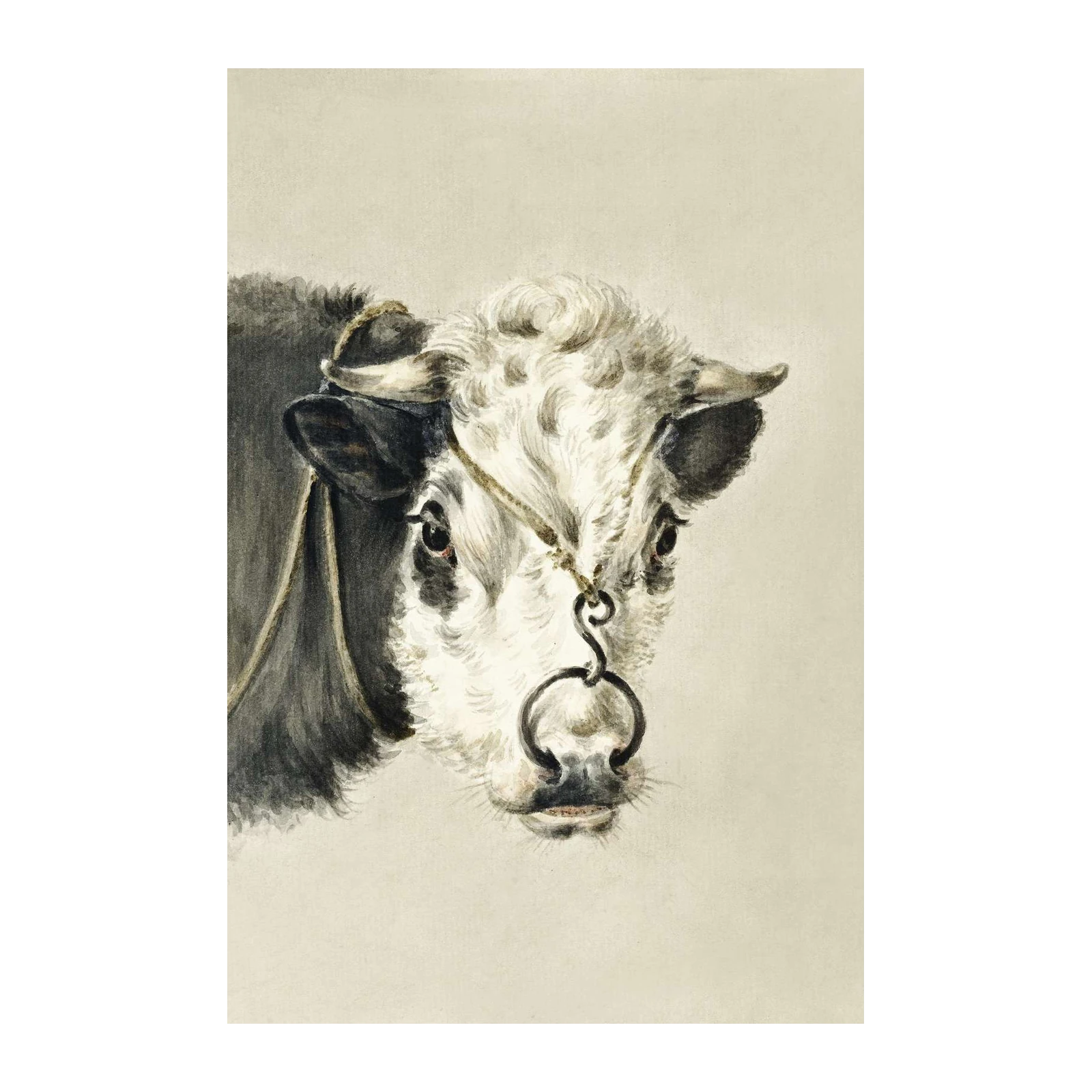 Majestic Bull Portrait Fine Art Wall Art