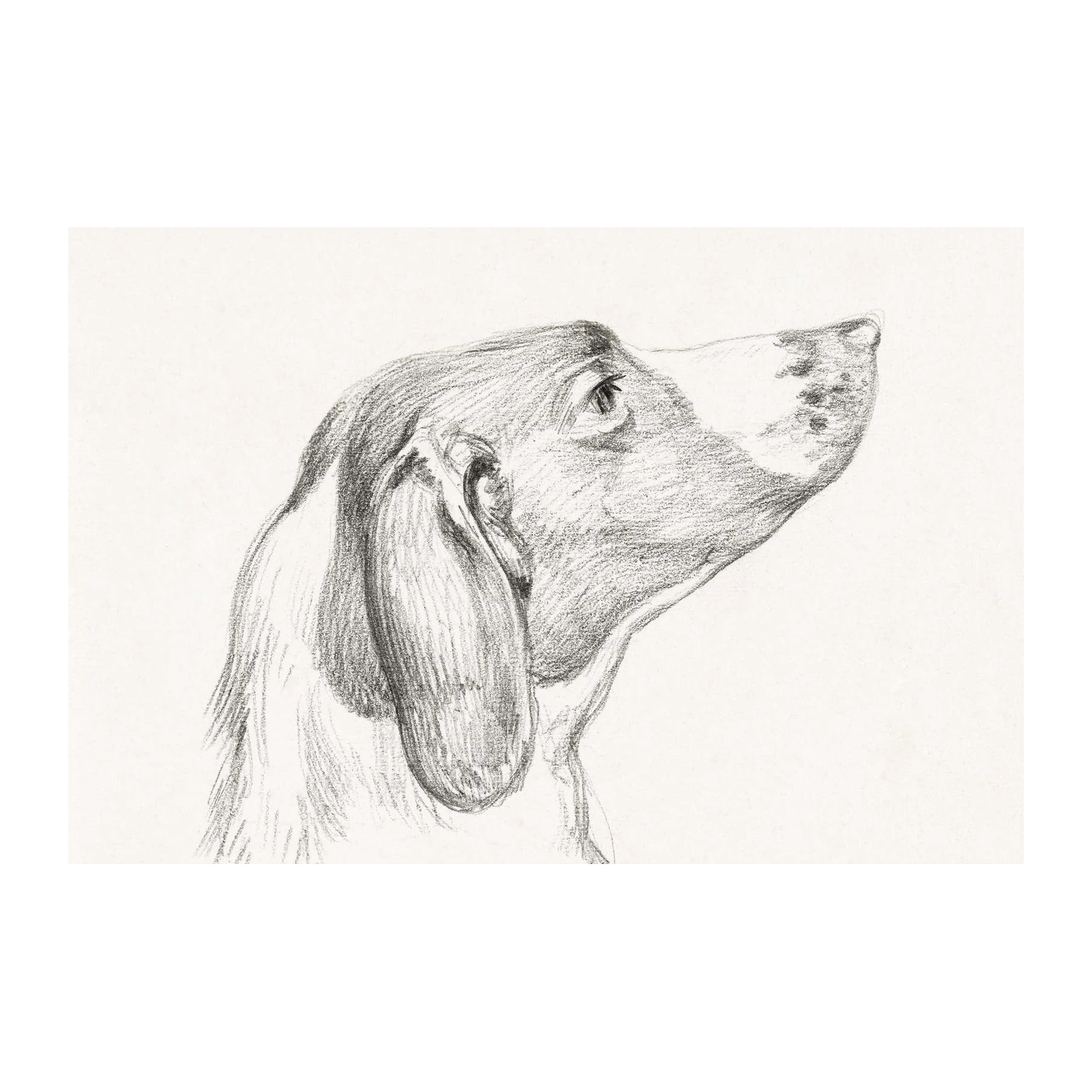 Elegant Hound Dog Pencil Sketch Wall Art