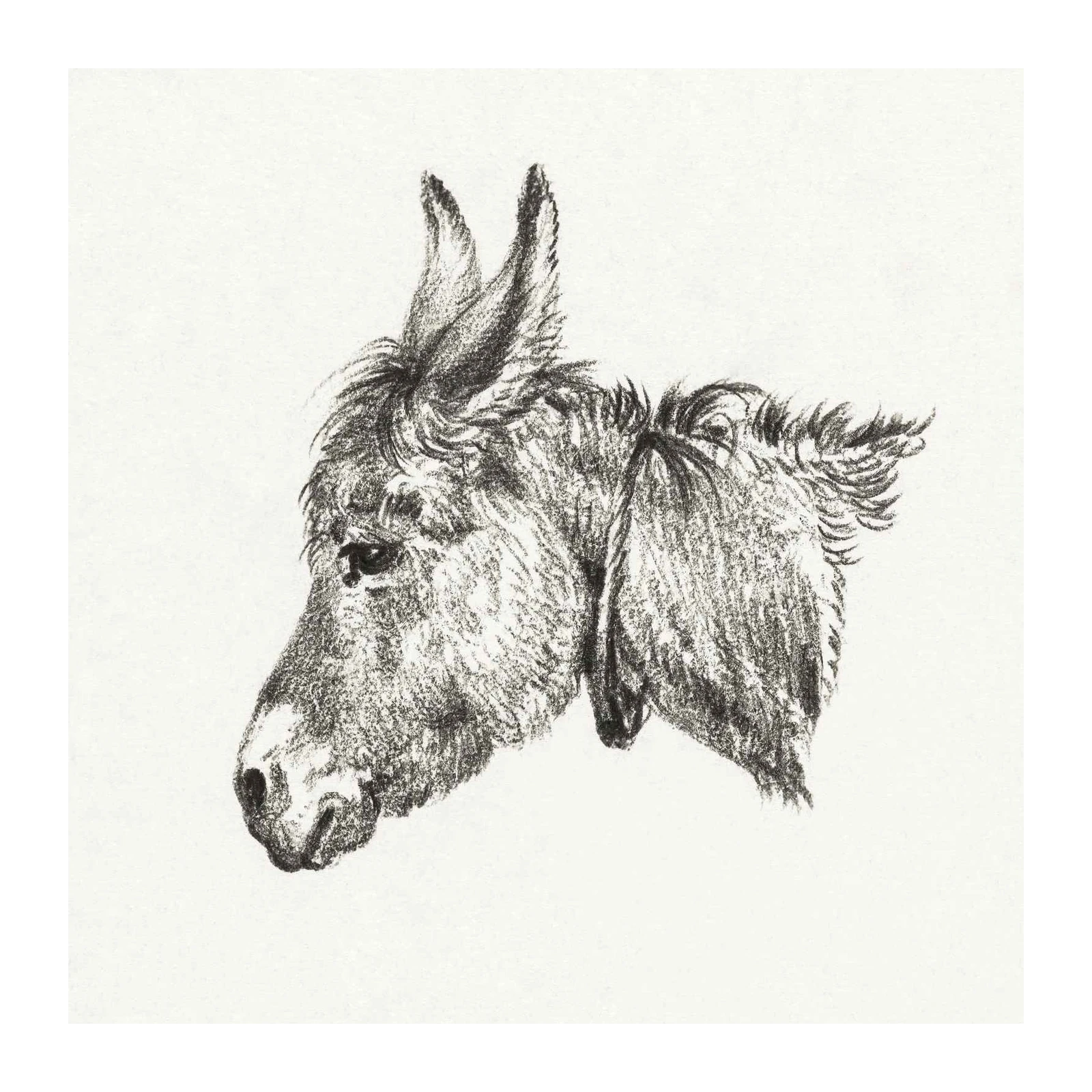 Charming Donkey Portrait Sketch Wall Art