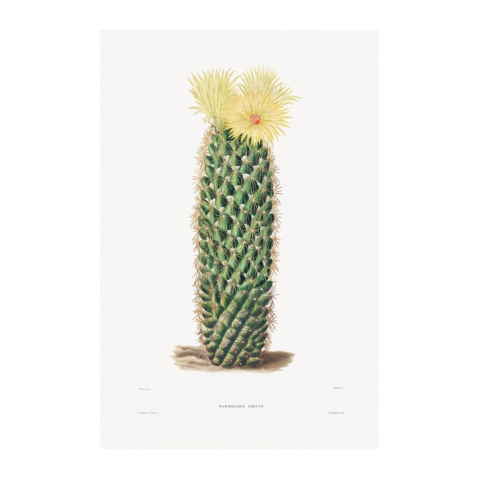 Botanical Cactus Mammillaria Erecta Wall Art