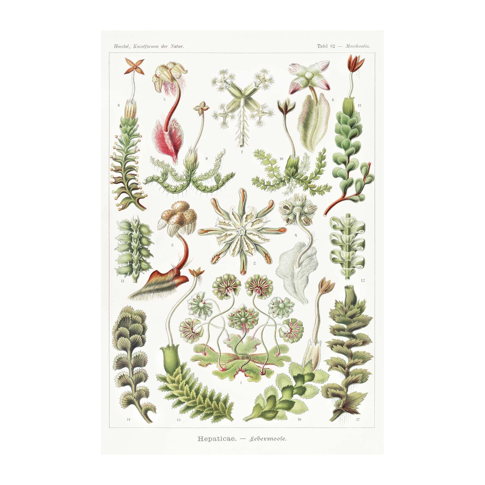 Vintage Botanical Hepaticae Wall Art