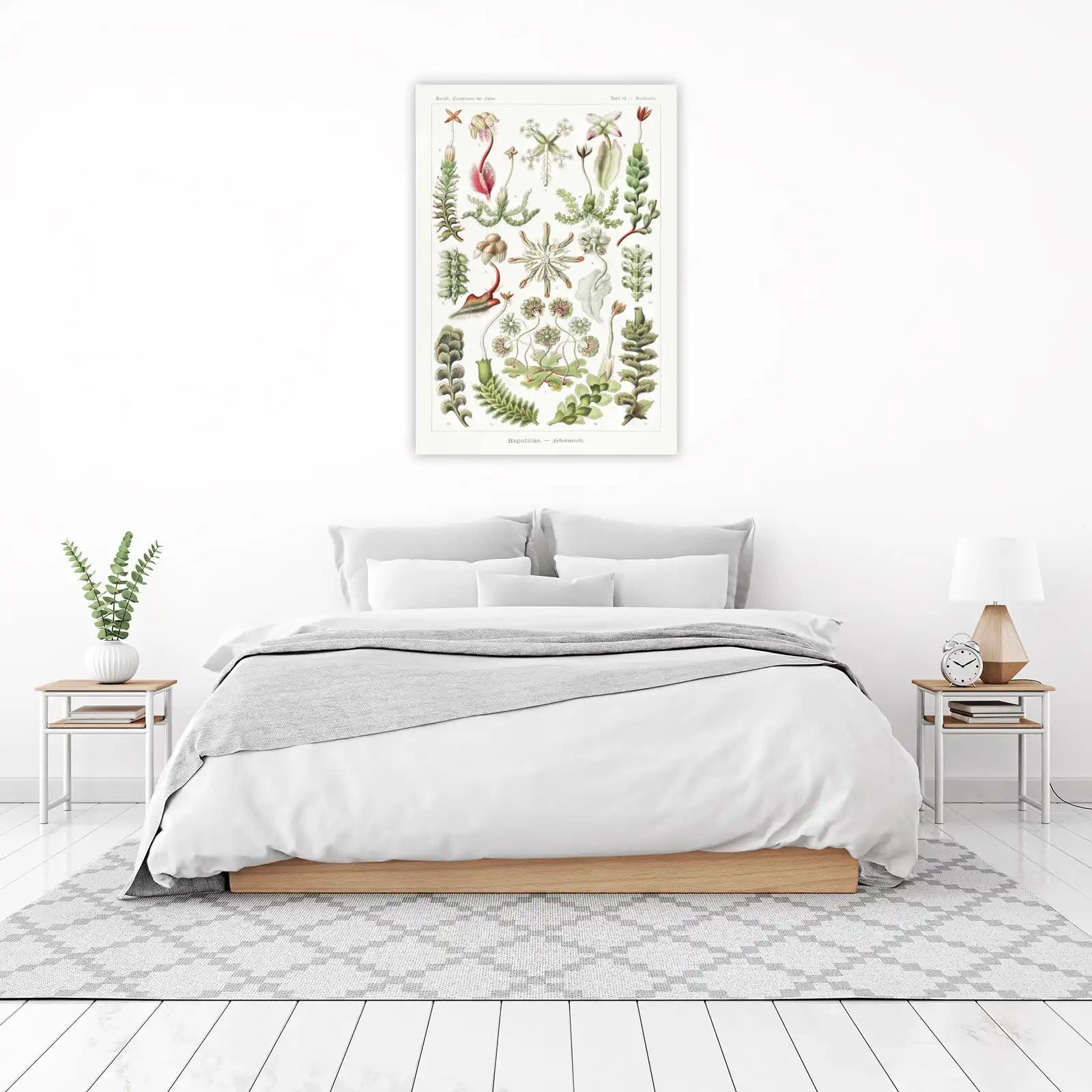 Vintage Botanical Hepaticae Wall Art