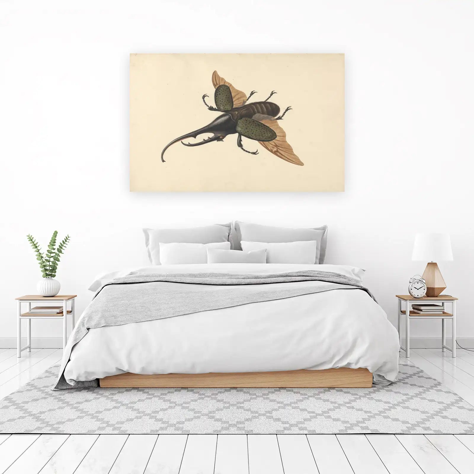 Vintage Beetle Entomology Art Wall Art