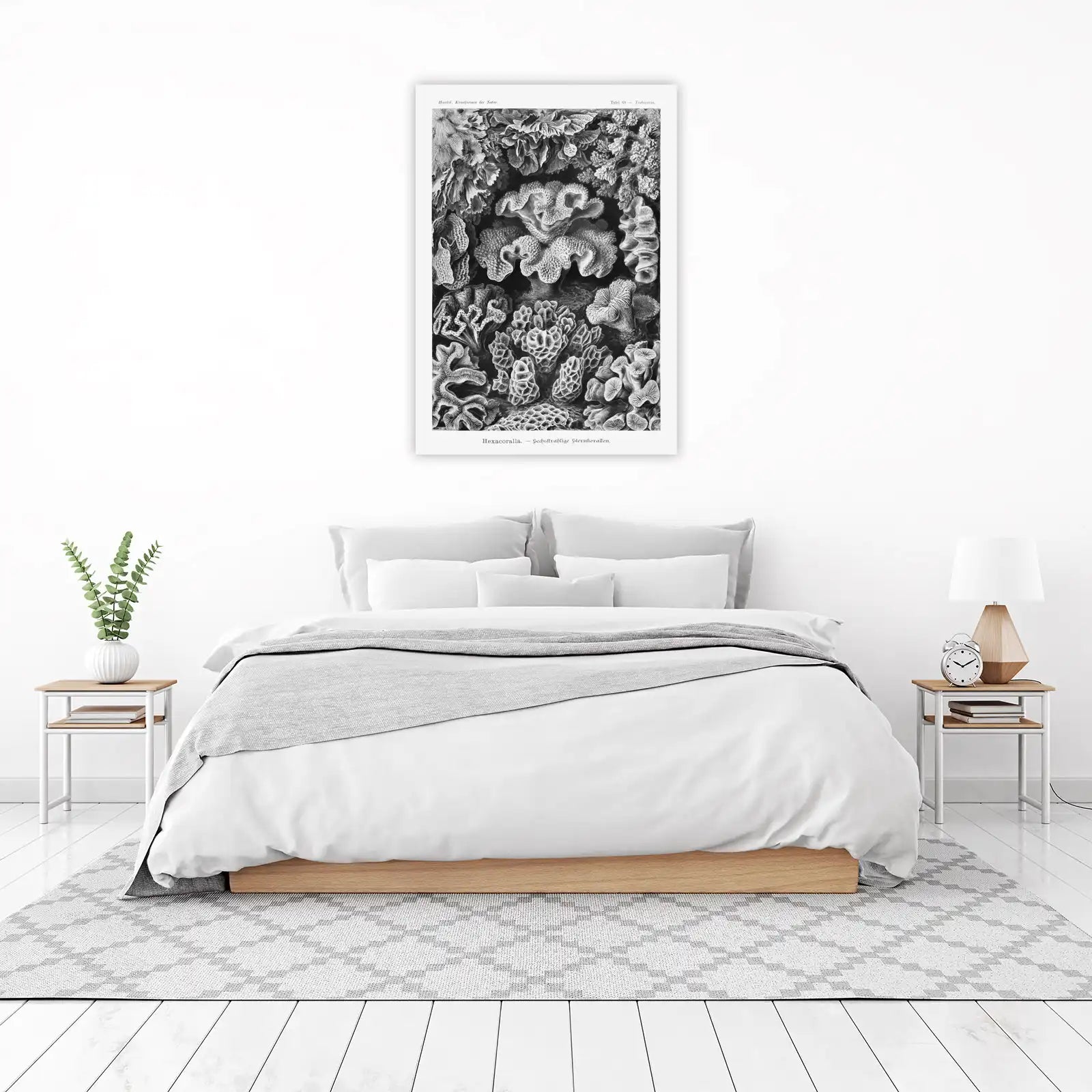 Vintage Coral Art: Hexacorallia Wall Art
