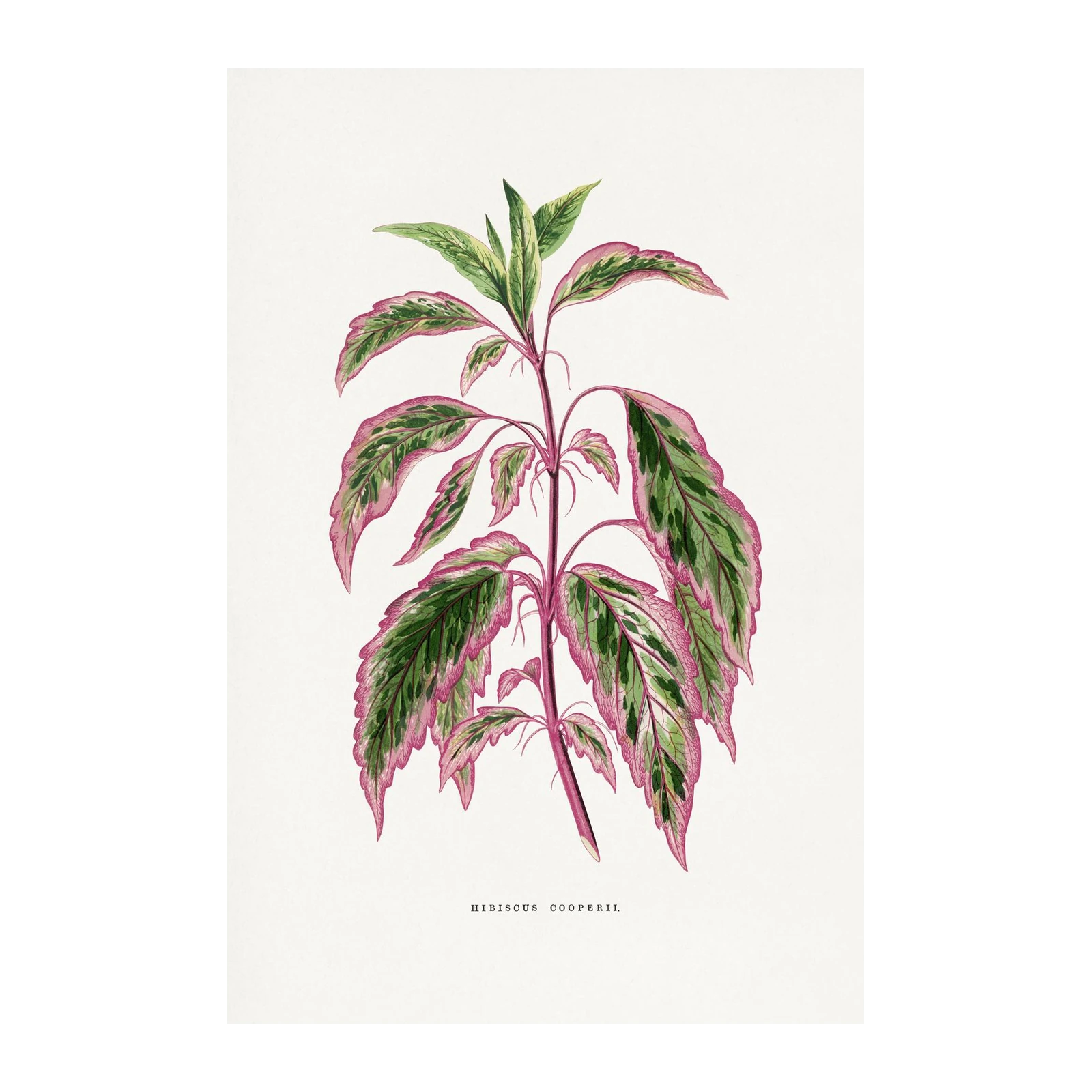 Vibrant Hibiscus Cooperii Botanical Art Wall Art