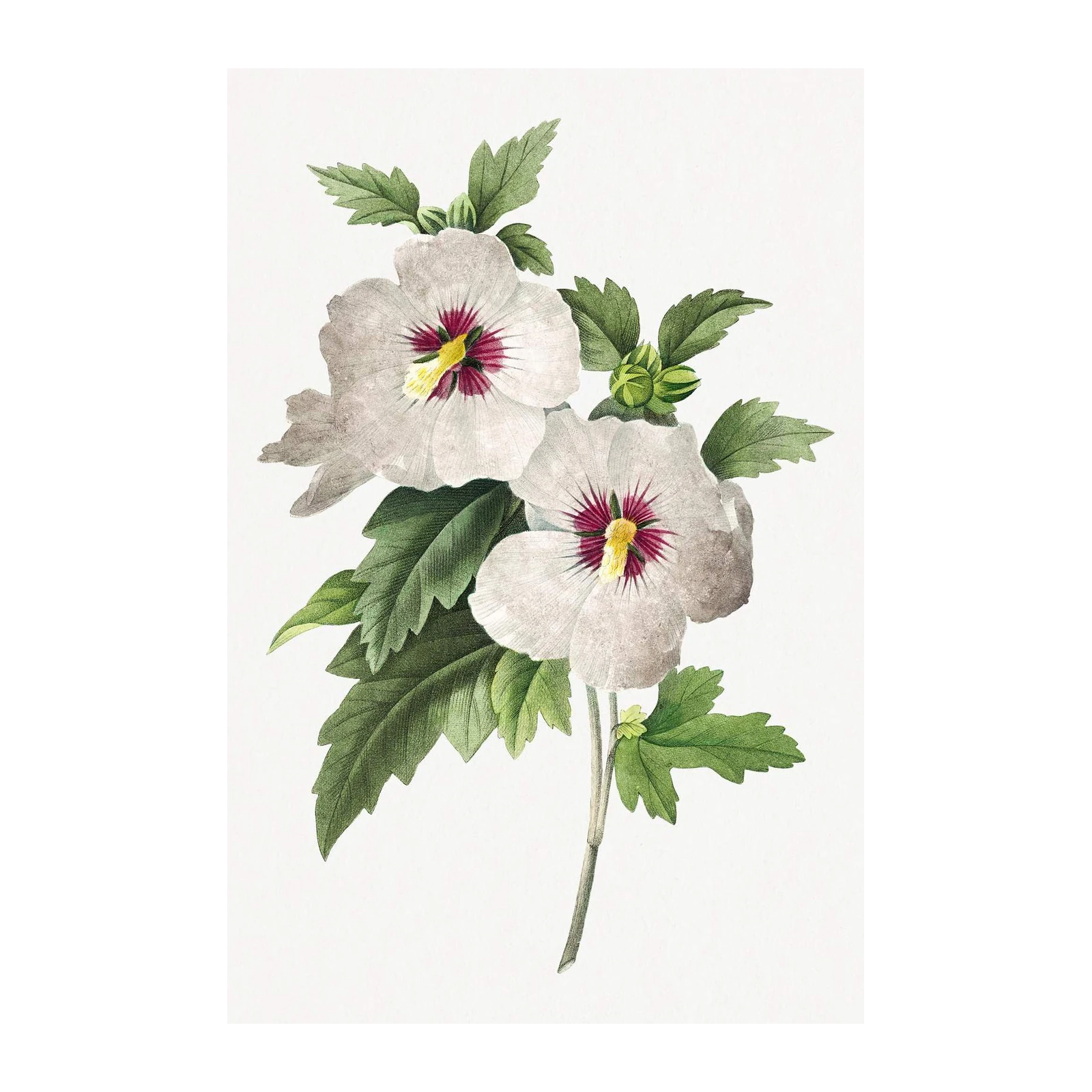 Vintage White Hibiscus Botanical Wall Art