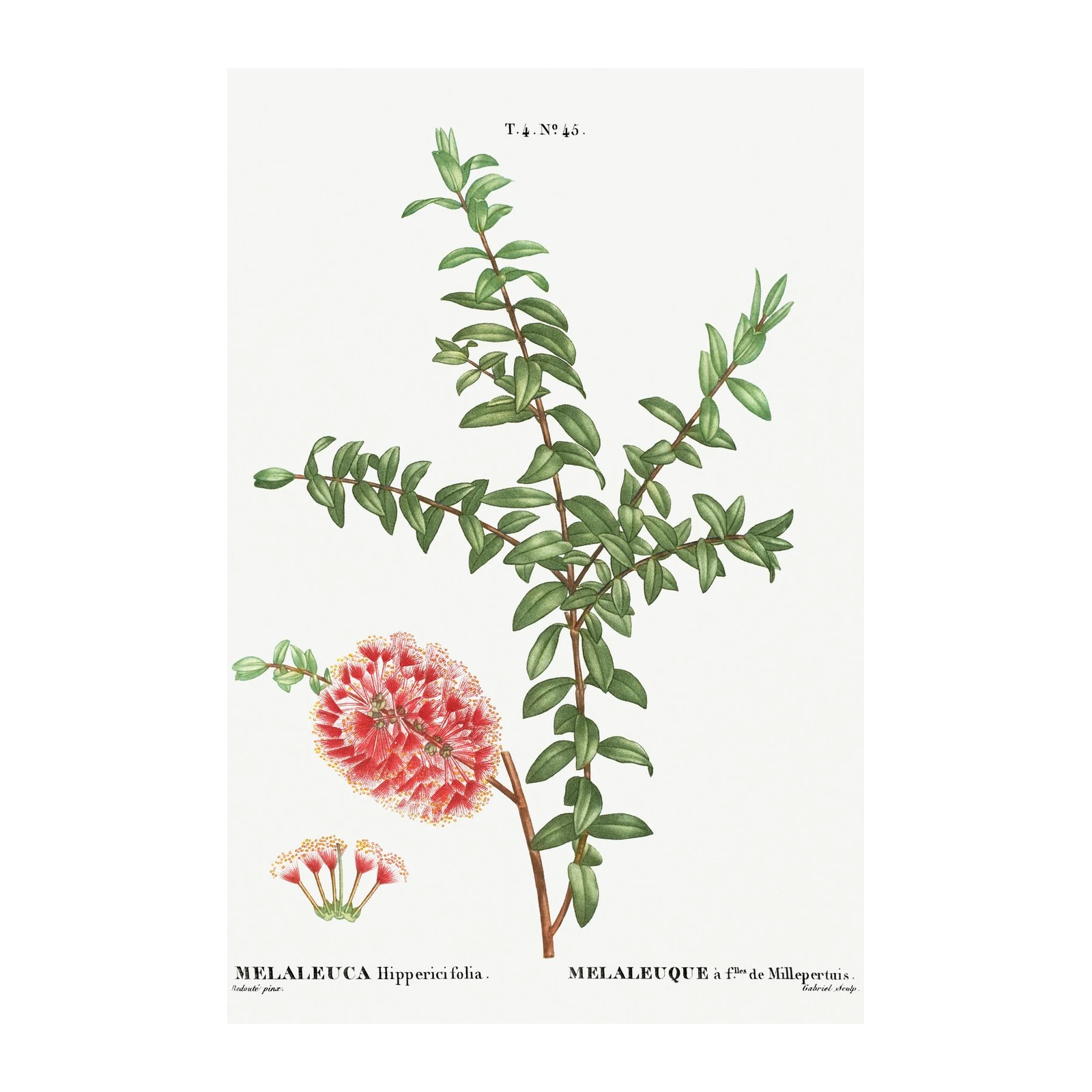 Botanical Melaleuca Hippericifolia Wall Art