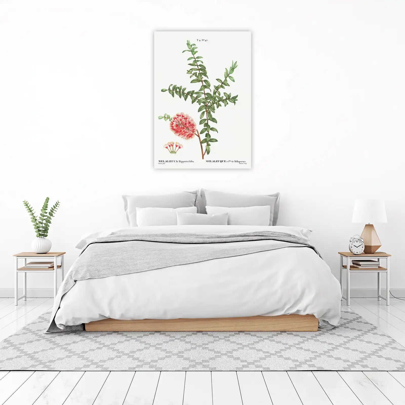 Botanical Melaleuca Hippericifolia Wall Art