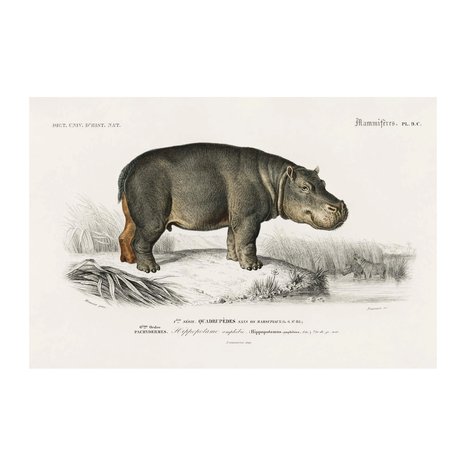 Vintage Hippo Nature Illustration Wall Art