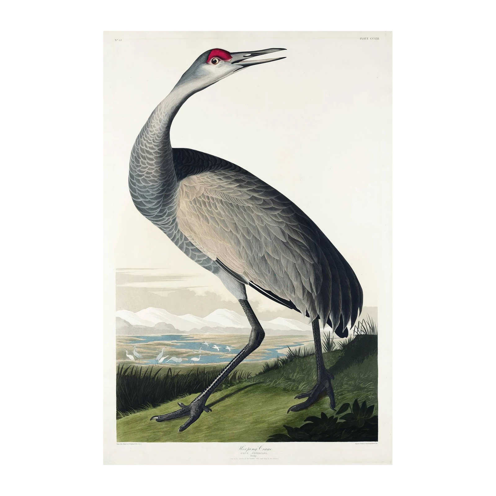 Elegant Sandhill Crane Vintage Bird Art Wall Art