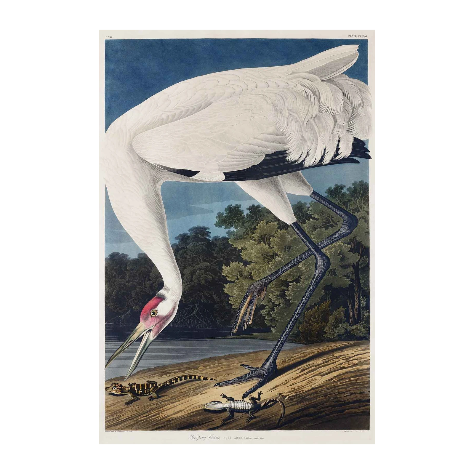 Whooping Crane & Alligators Audubon Wall Art