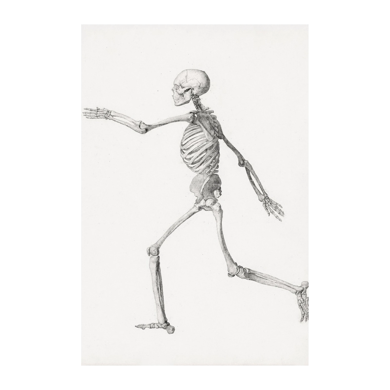 Vintage Anatomy Skeleton Runner Wall Art