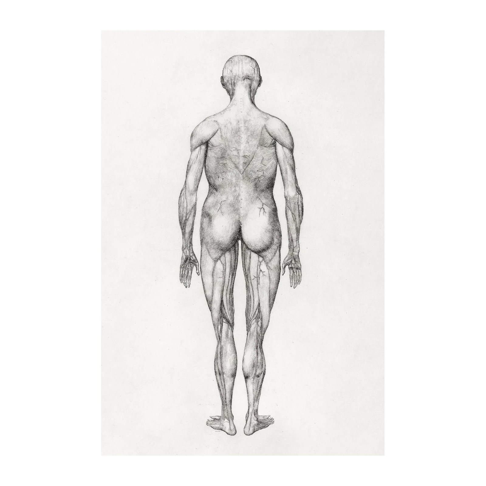 Anatomical Muscular System Back View Wall Art