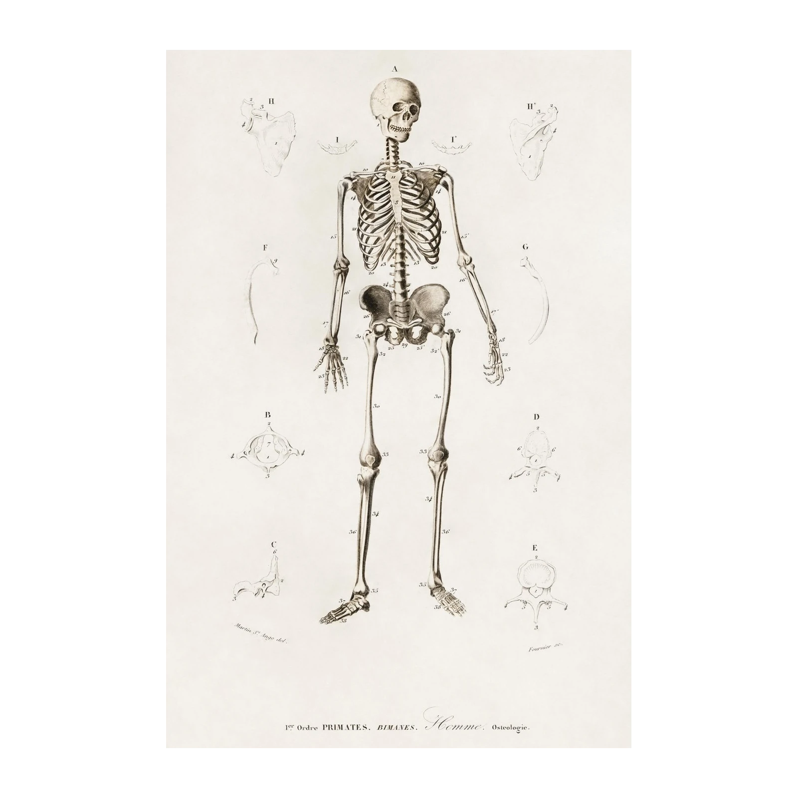 Vintage Human Skeleton Anatomy Wall Art