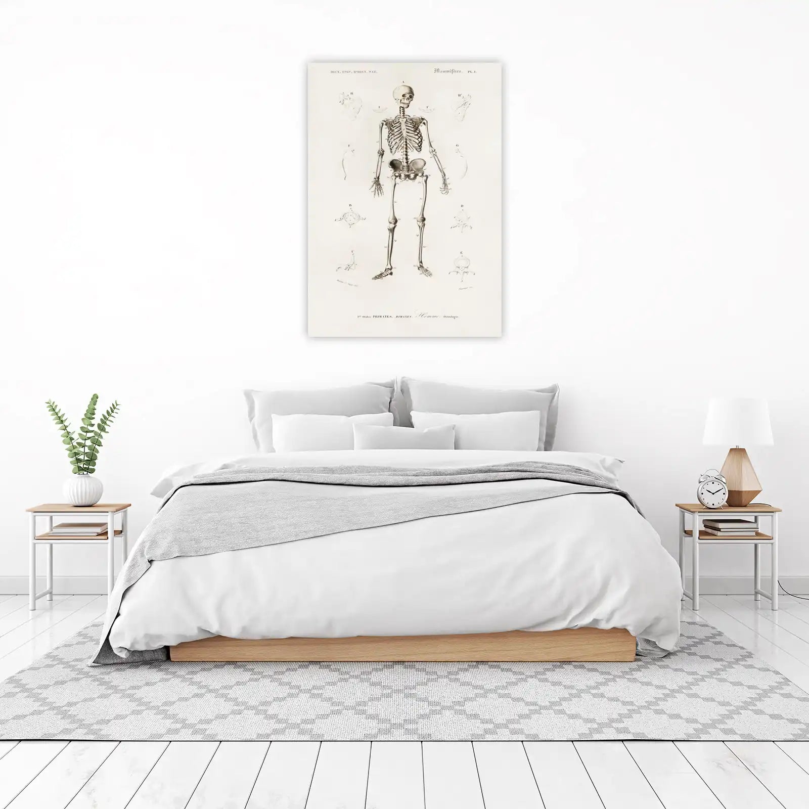 Vintage Human Skeleton Anatomy Wall Art