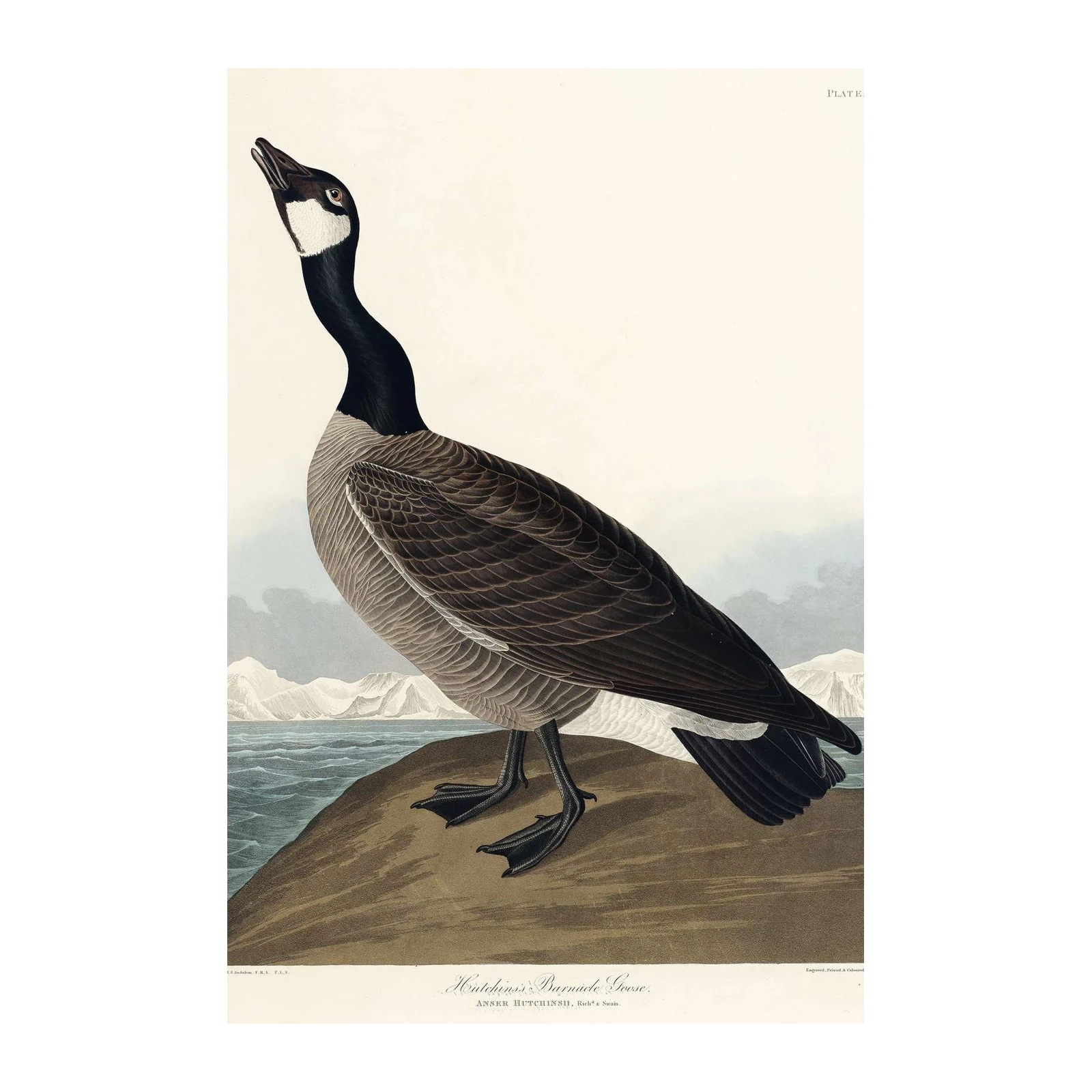 Hutchins' Barnacle Goose Vintage Ornithology Wall Art