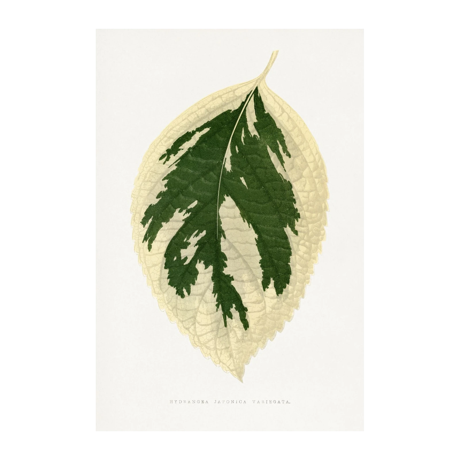Vintage Botanical Leaf Art Wall Art