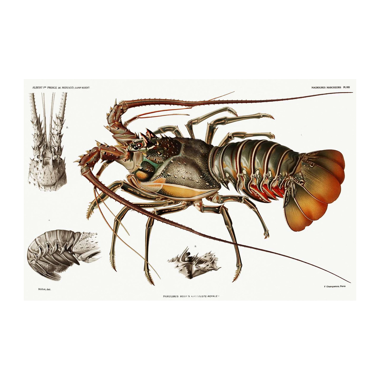 Vintage Lobster Anatomy Poster Wall Art