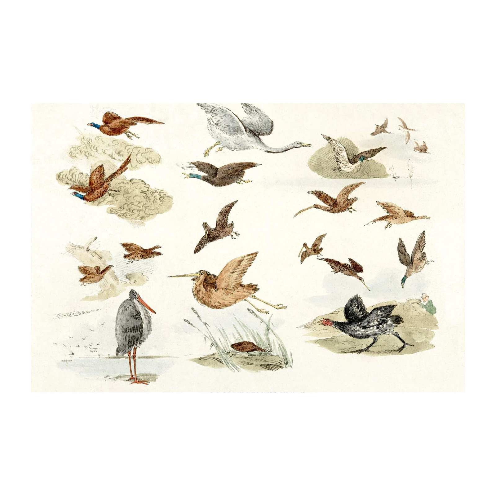 Vintage Avian Collection Wall Art