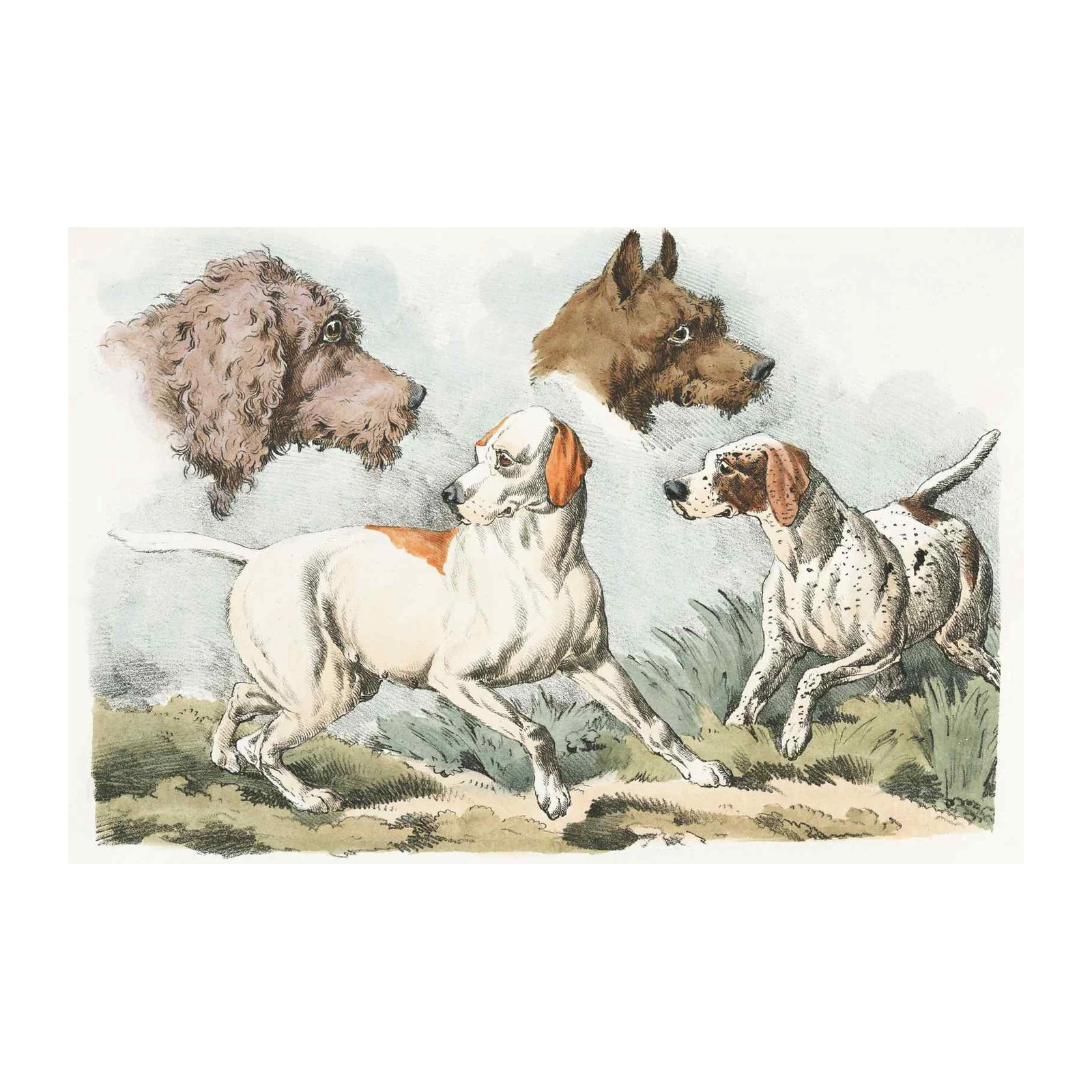 Vintage Dog Portraits Vintage Hunting Dogs Wall Art