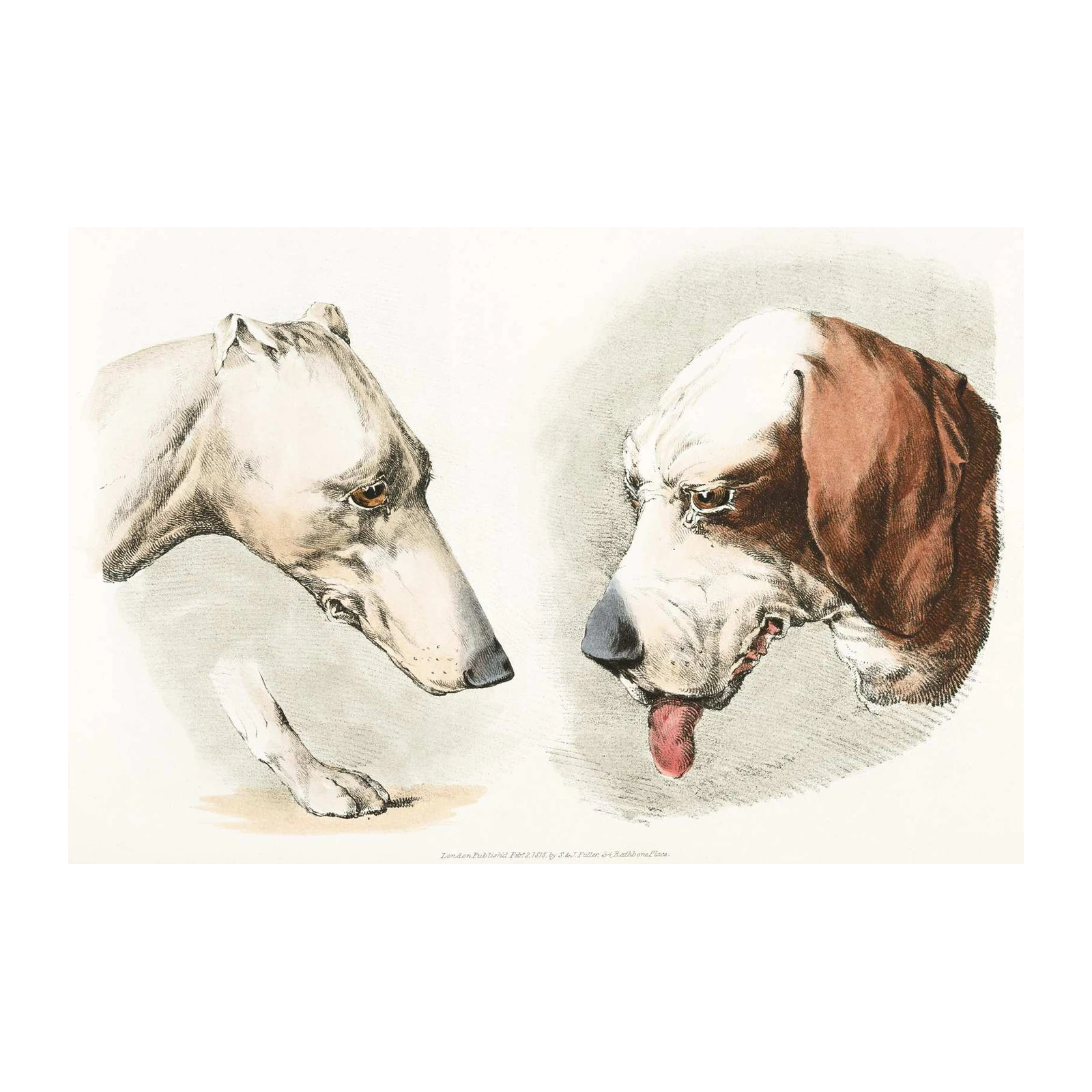 Vintage Dog Portraits: Greyhound & Hound Wall Art