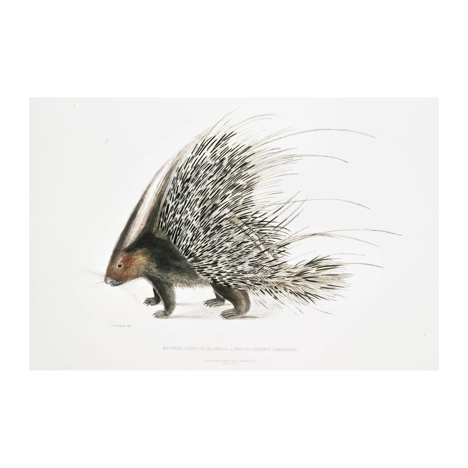 Indian Crested Porcupine Vintage Wildlife Wall Art