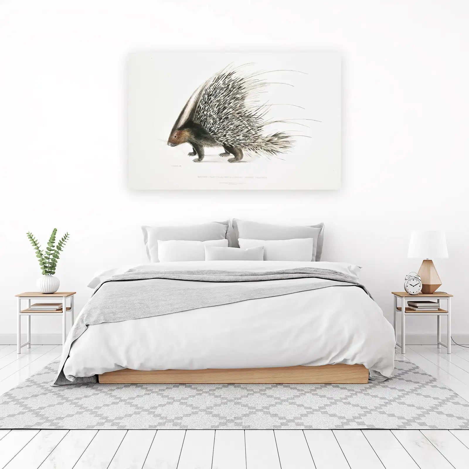 Indian Crested Porcupine Vintage Wildlife Wall Art