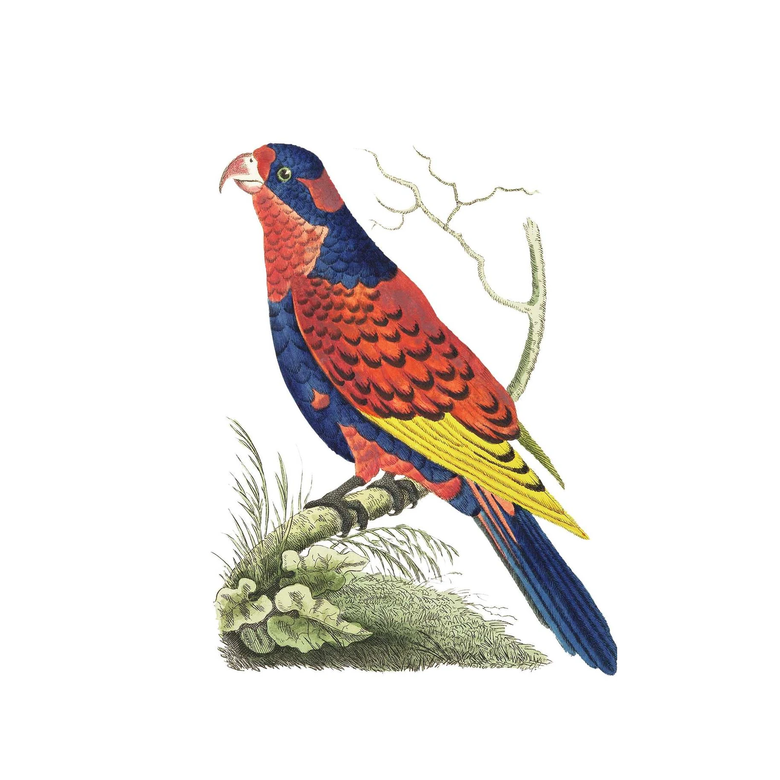 Vibrant Lorikeet Exotic Bird Vintage Wall Art Wall Art