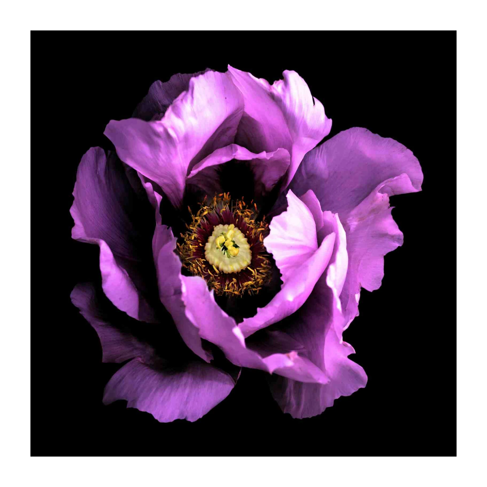 Luminous Purple Peony Floral Wall Art