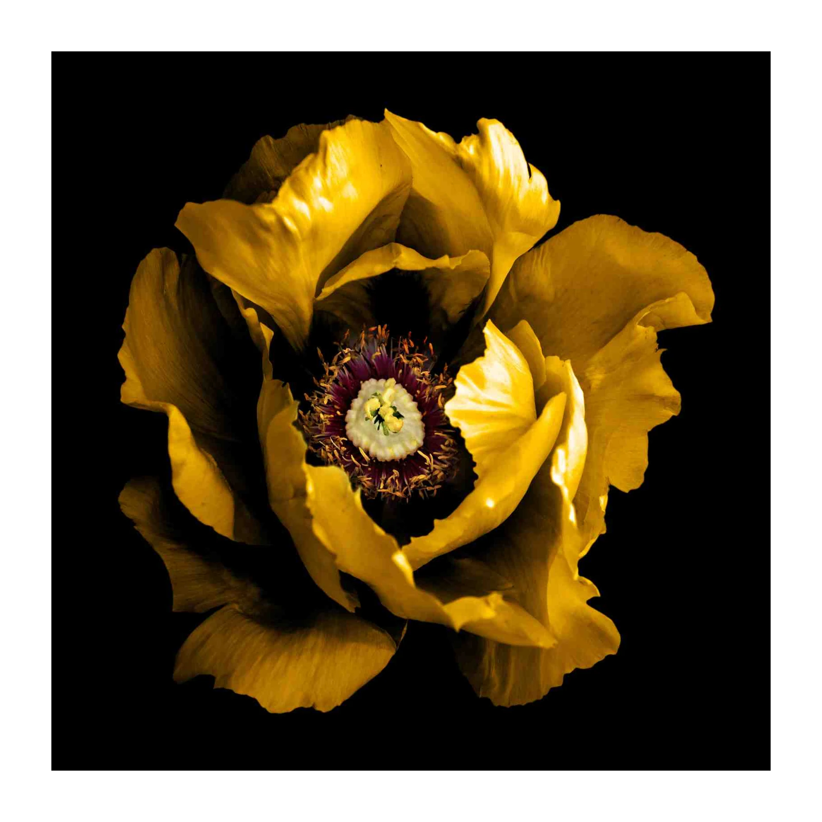 Golden Opulence Poppy Wall Art - Luxury Floral Art