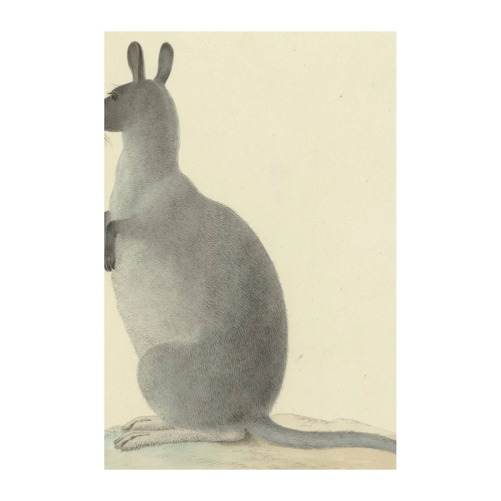 Vintage Kangaroo Animal Wall Art Wall Art