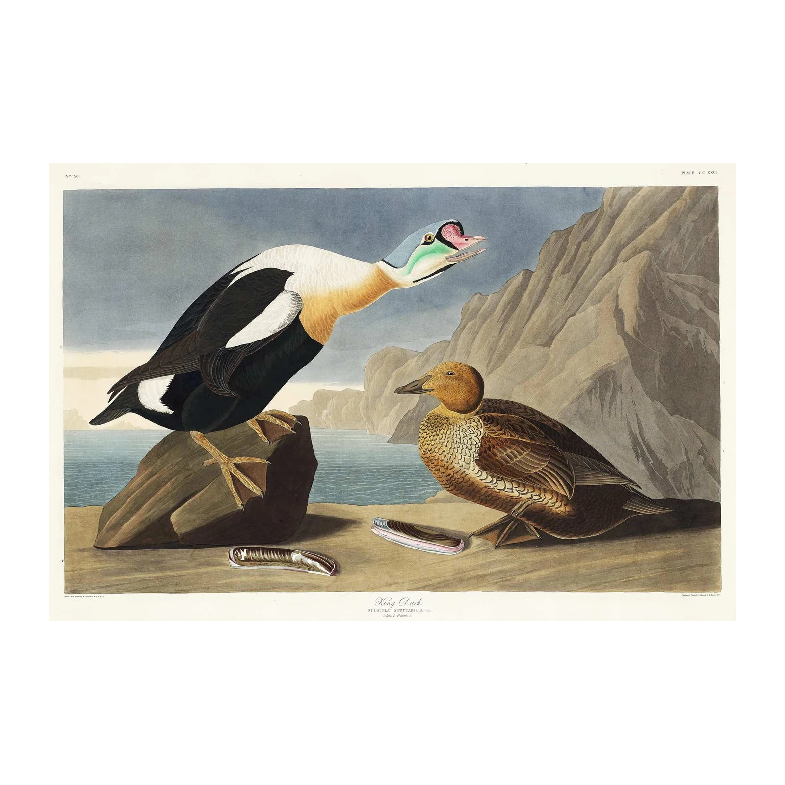 King Duck Vintage Bird Art Wall Art