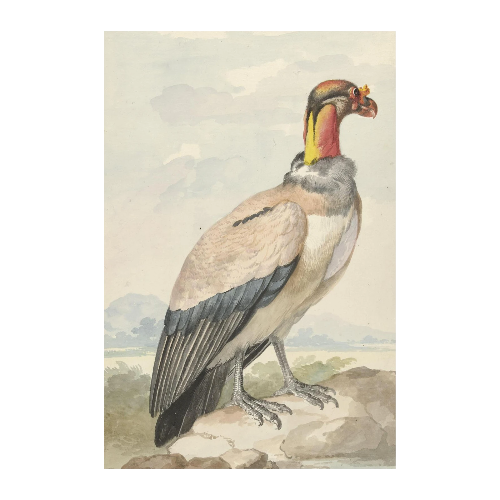 King Vulture Natural History Bird Wall Art