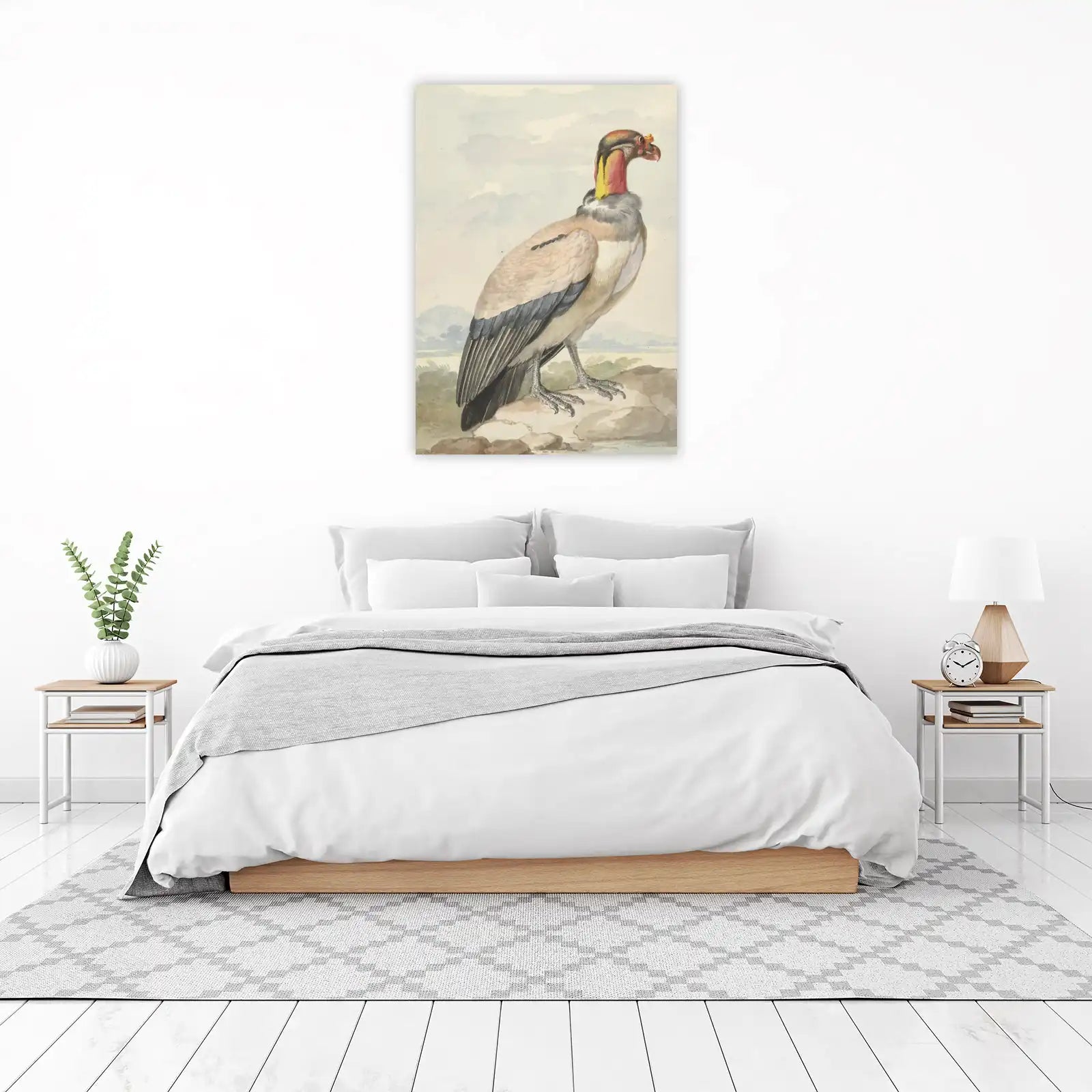 King Vulture Natural History Bird Wall Art