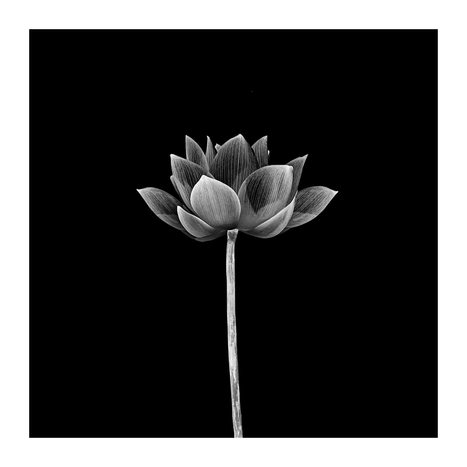 Elegant Lotus Flower B&W Wall Art