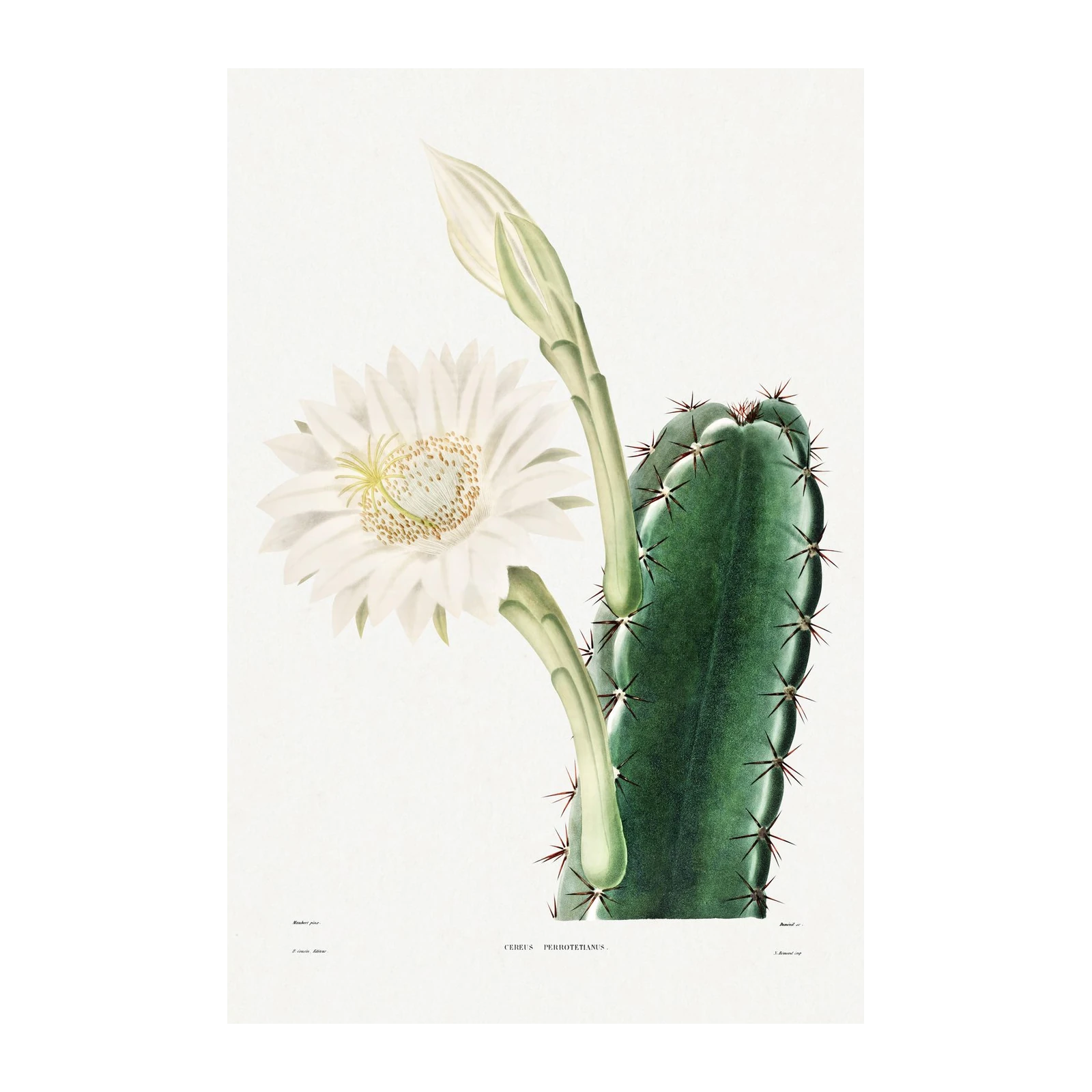 Elegant Cactus Blossom Botanical Art Wall Art