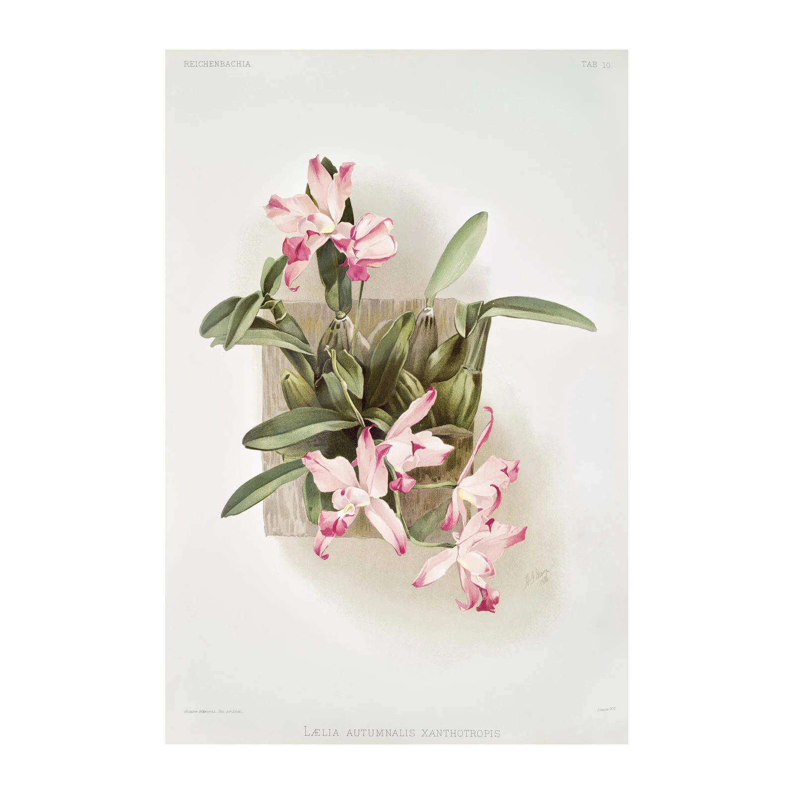 Vintage Pink Orchid Botanical Art Wall Art