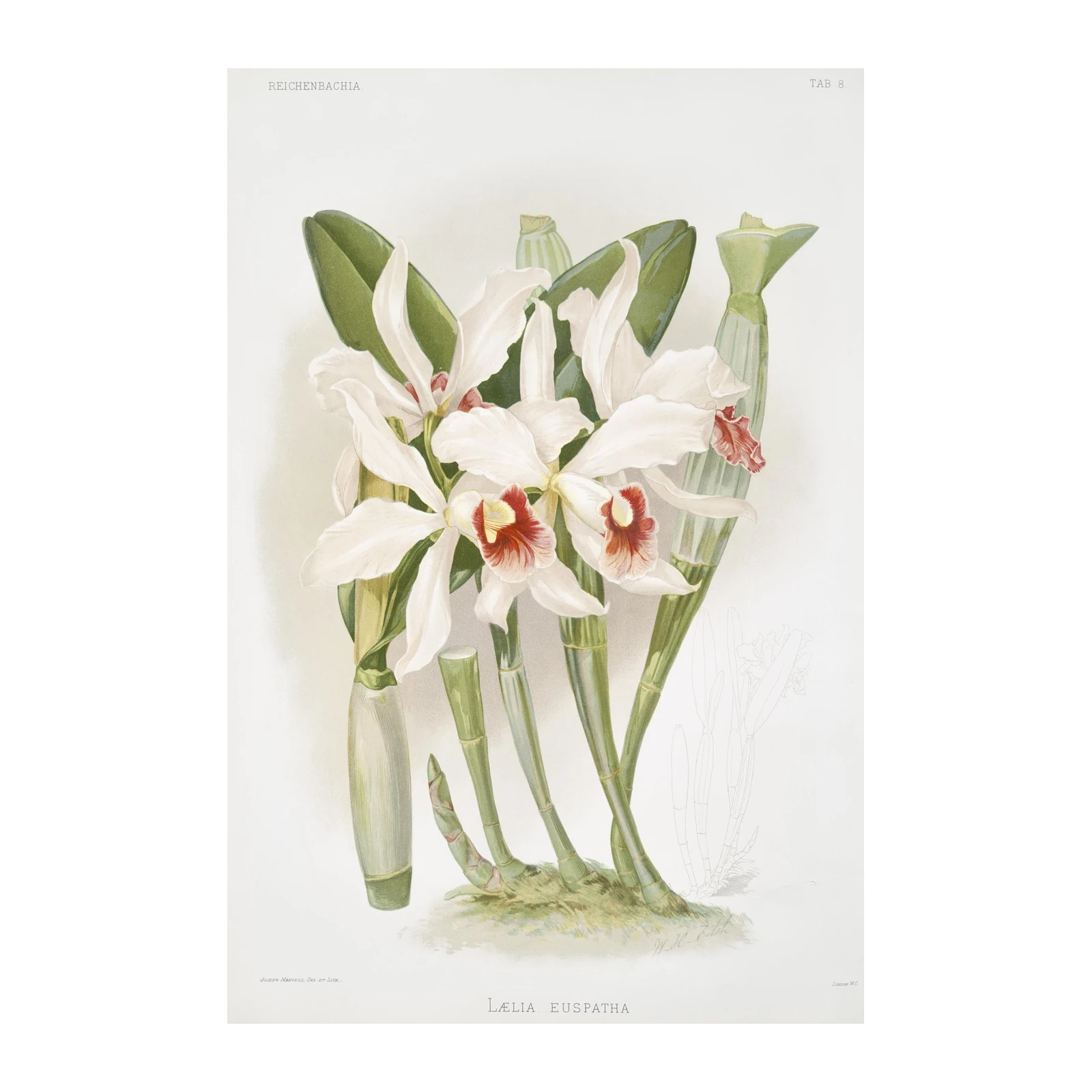 Elegant White Orchid Botanical Wall Art