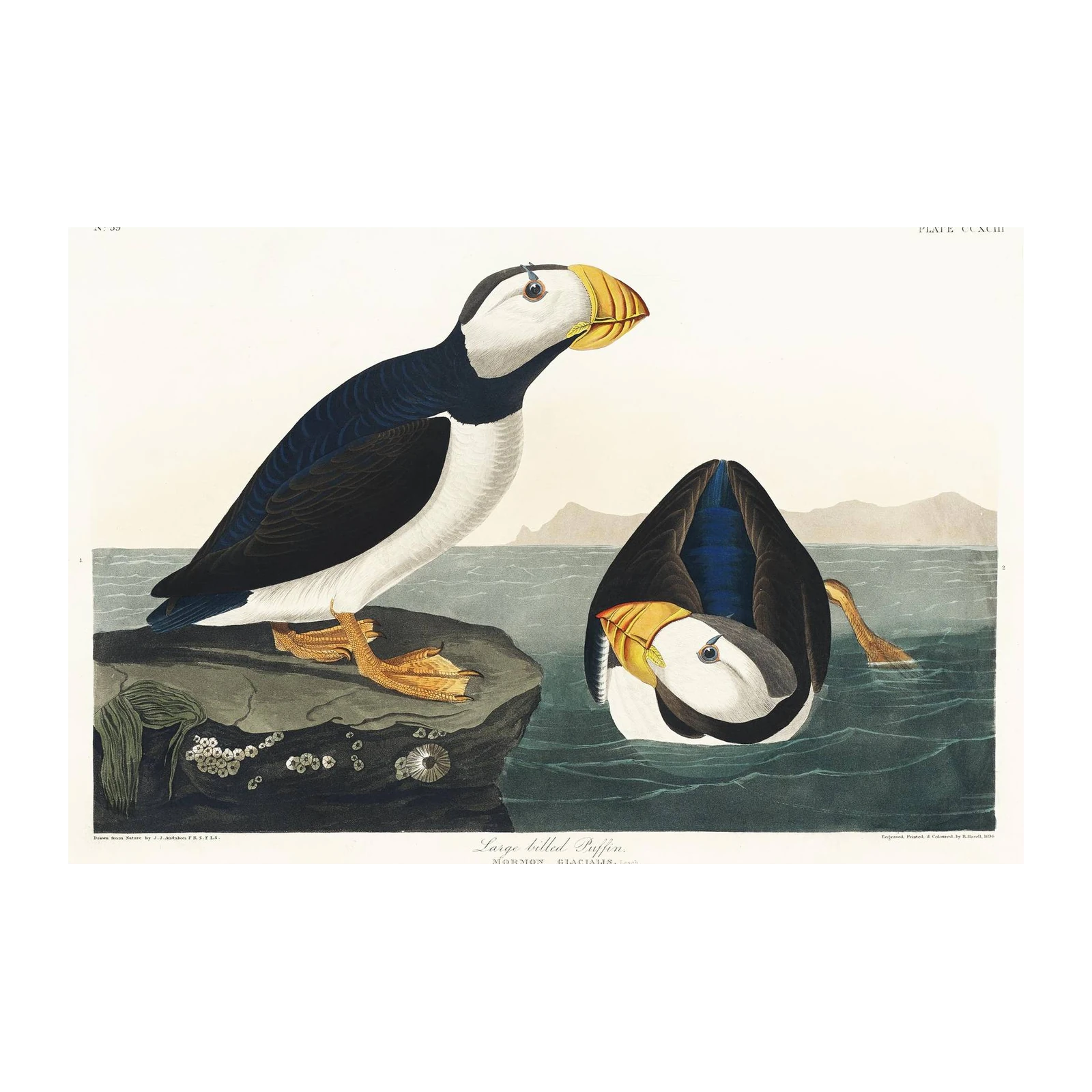 Vintage Puffin Bird Art Wall Art