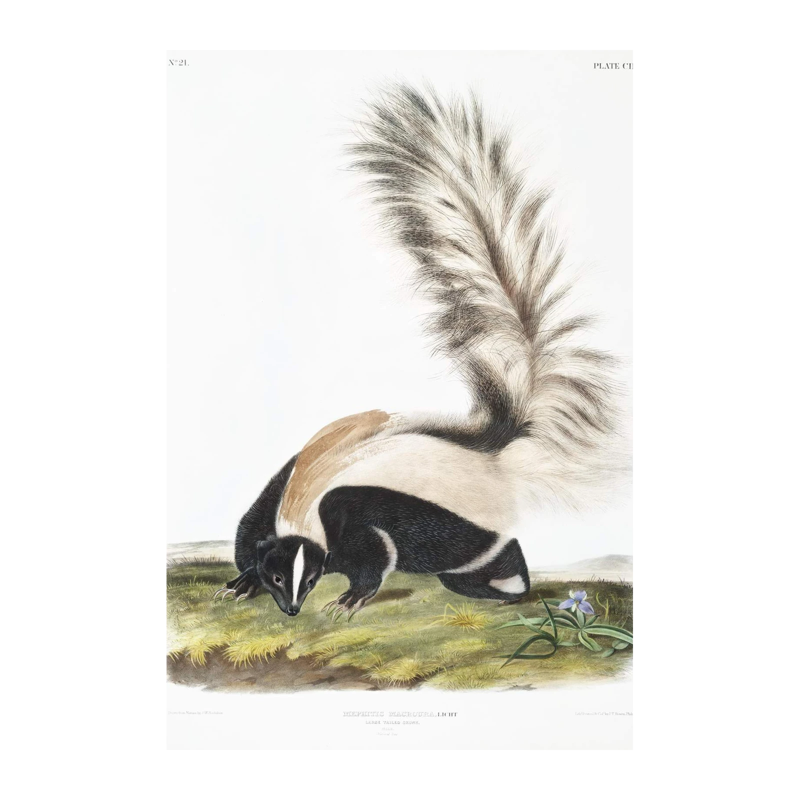 Audubon Skunk Large Tailed Skunk Wall Art