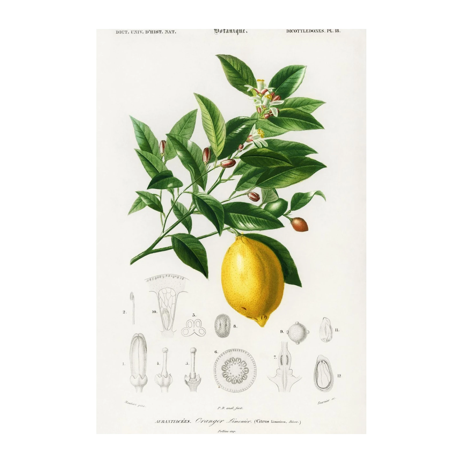 Vintage Lemon Botanical Art Wall Art