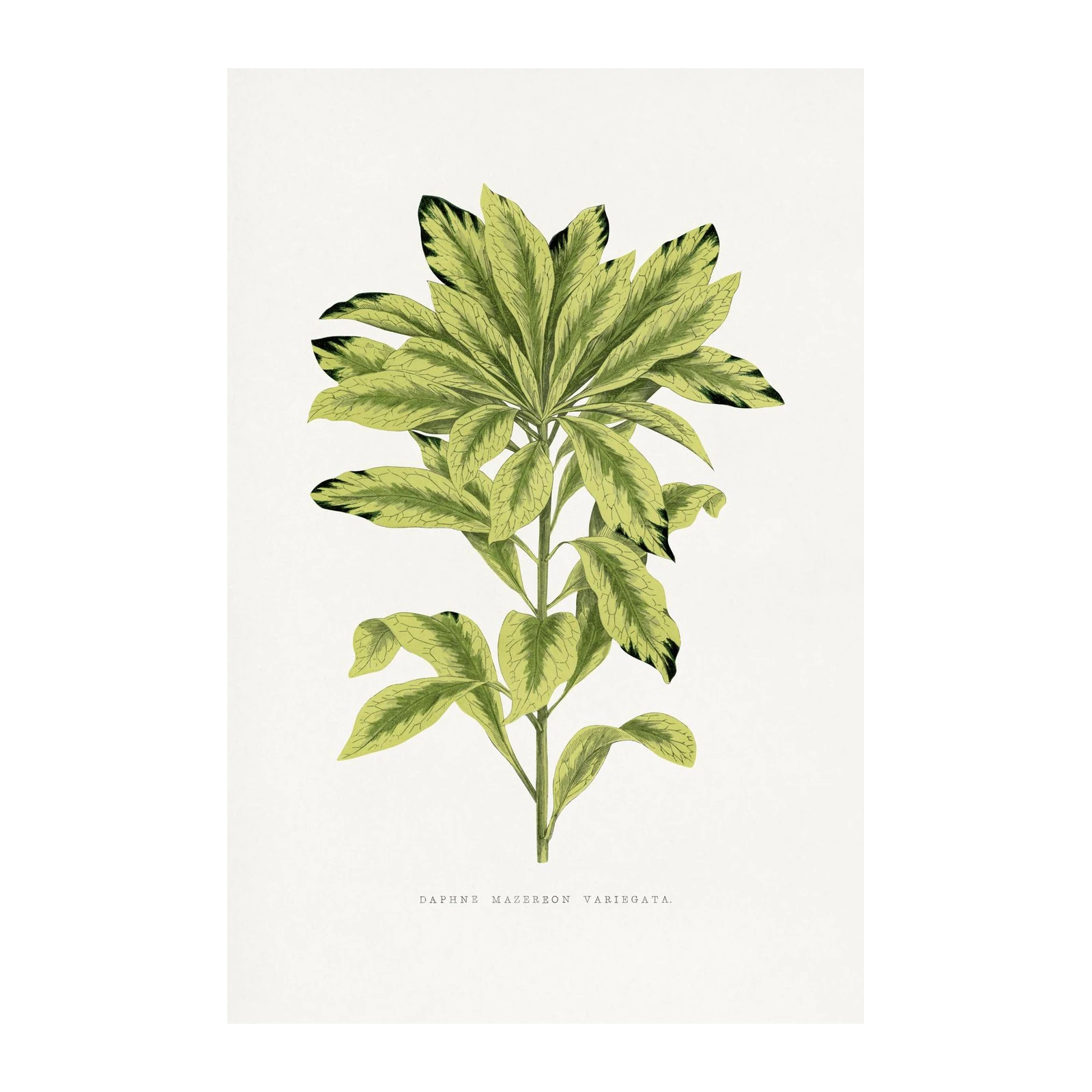 Variegated Daphne Botanical Wall Art Wall Art